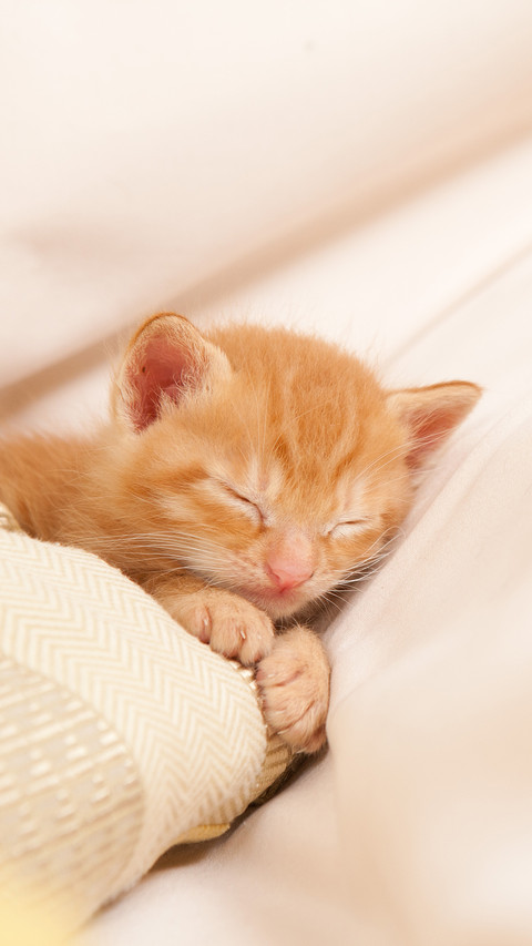 Cat in blanket 96 preview