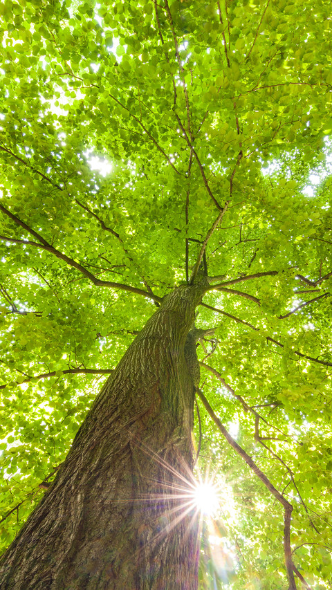Eye-friendly green forest preview