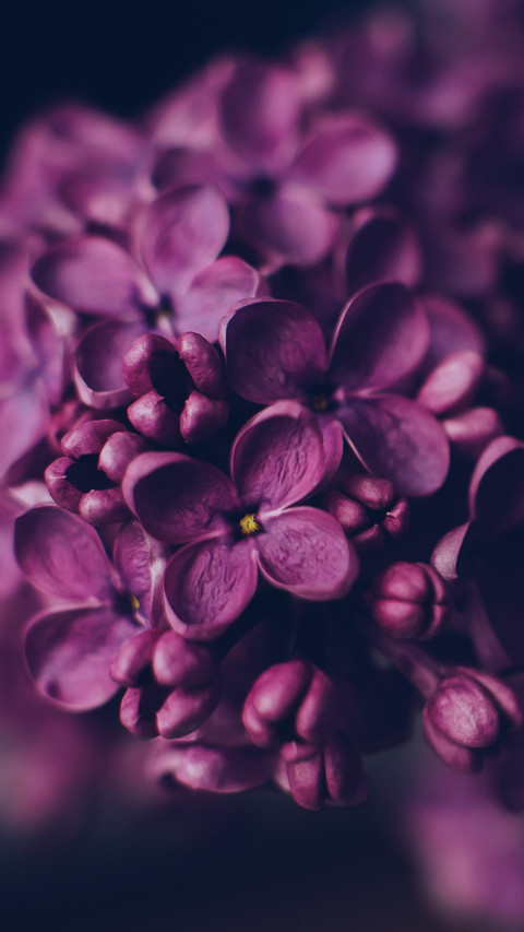 Roses and Lilacs (19) preview