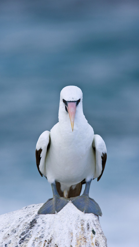 Nazca booby sula granti hood island galapagos islands preview