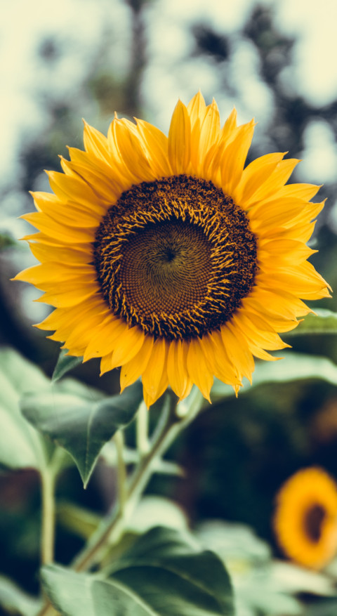 Sunflower Dream (2) preview