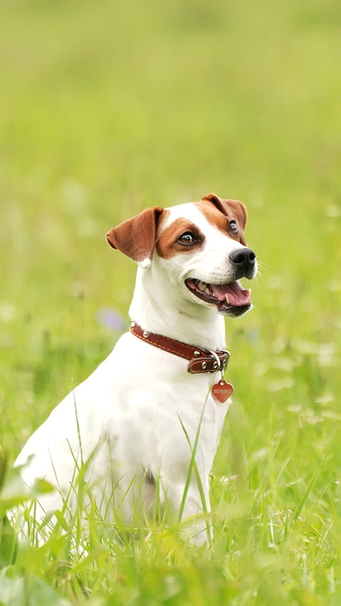 Dog preview