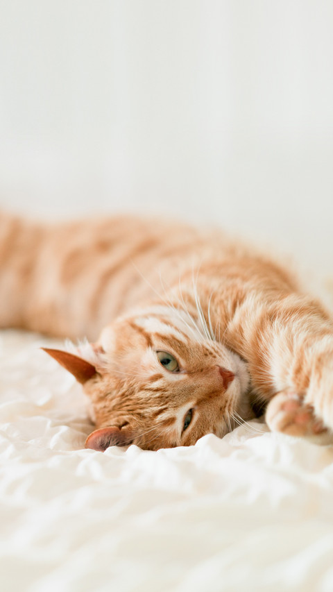 Eight manifestations of cats loving you to the bone preview