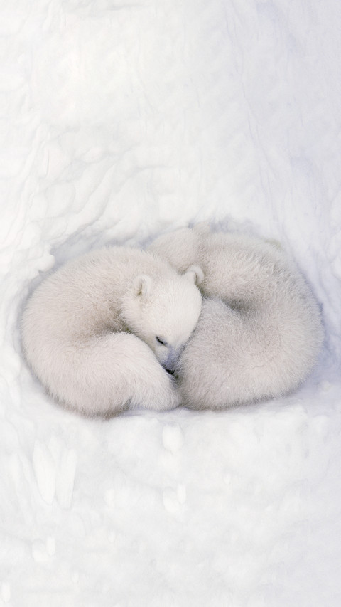 Polar Bears preview