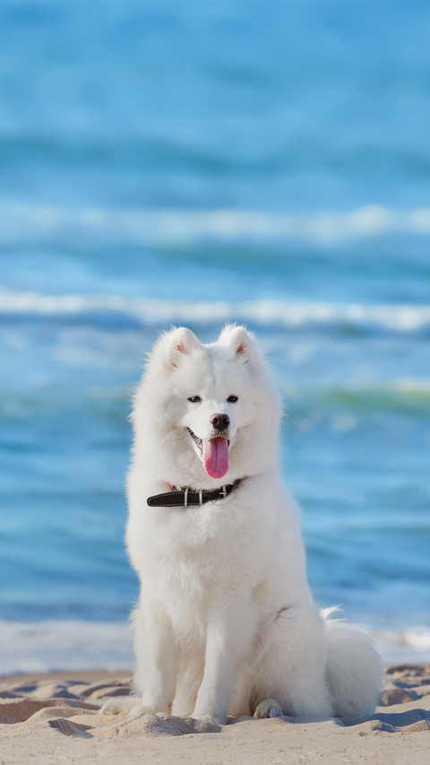 White Dog Sitting on the Beach on Sea Background preview