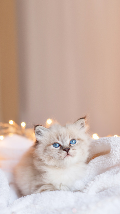 Little cute kitten sitting in a blanket preview
