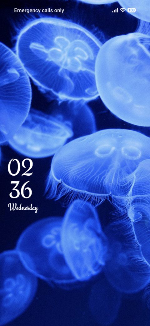 Sea Jellies preview