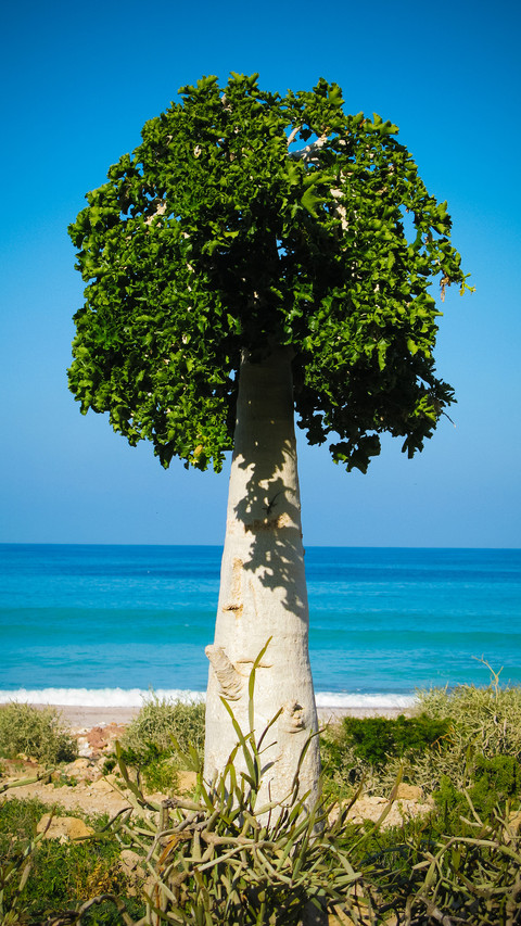 A solitary tree on the beach preview