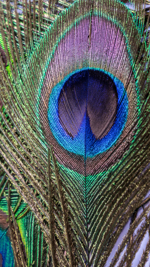 peacock_0011_peacock_0003_图层 12 preview