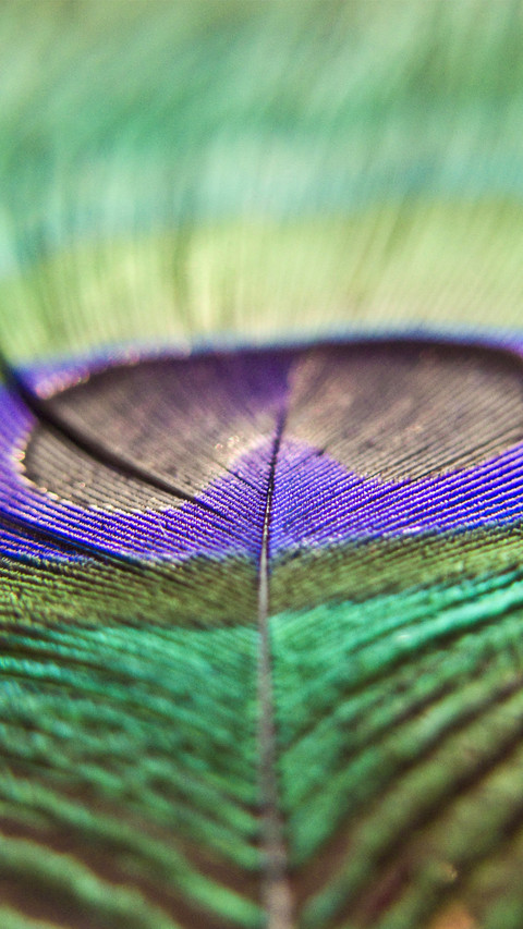 peacock_0000_peacock_0014_图层 1 preview