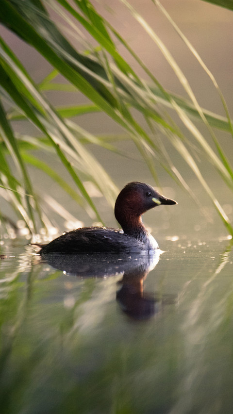 A young duck swimming in the lake preview