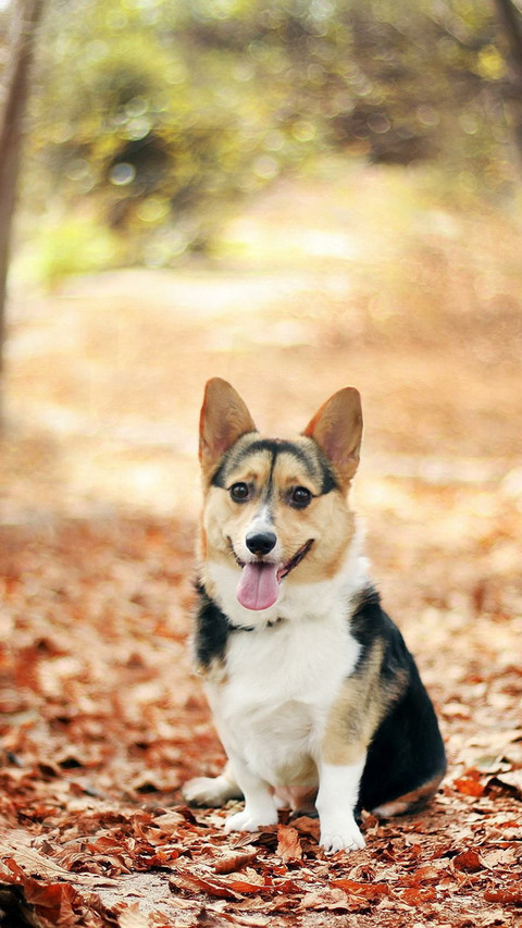 Dog (3) preview