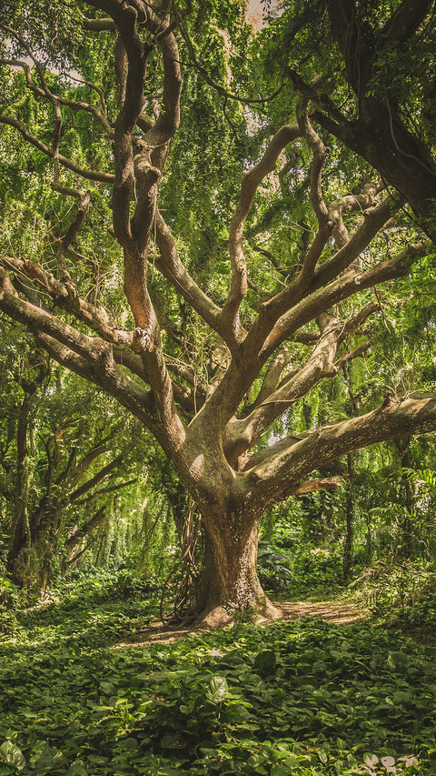 Tree-fic (1) preview