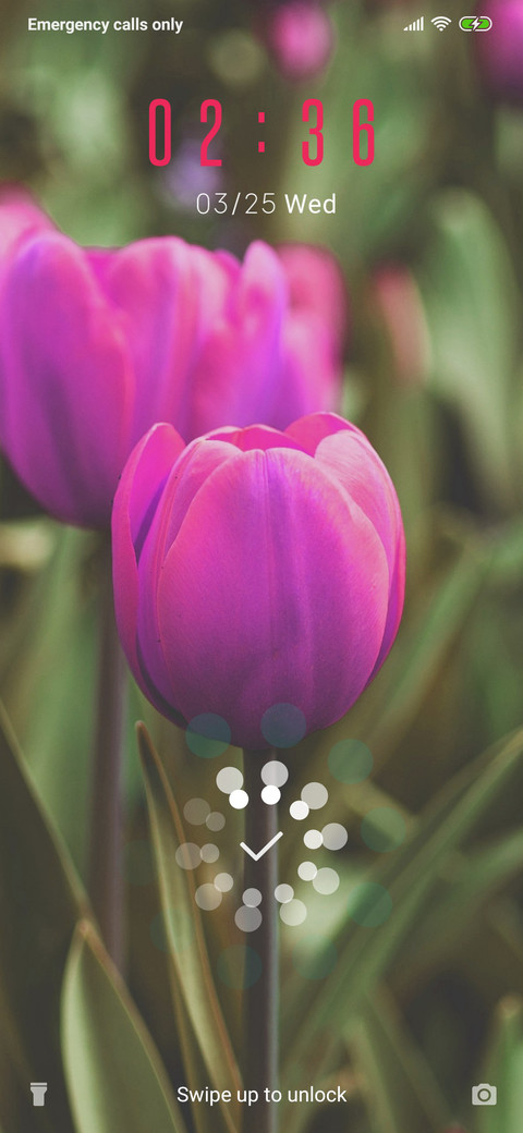Tulips_3MDP preview