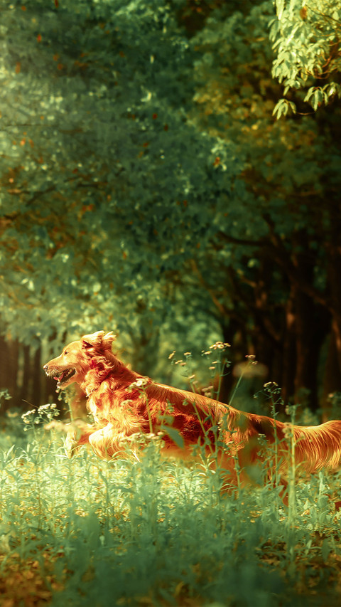 The golden retriever in the forest preview
