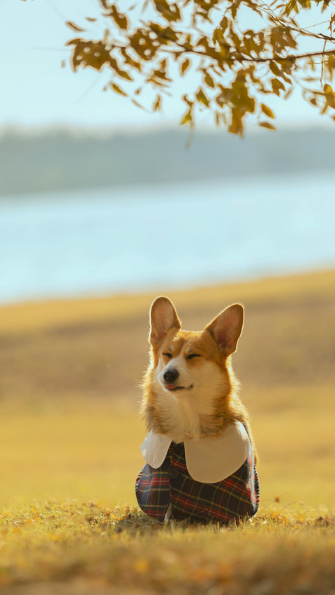 Should Dogs Be Dressed 6 preview