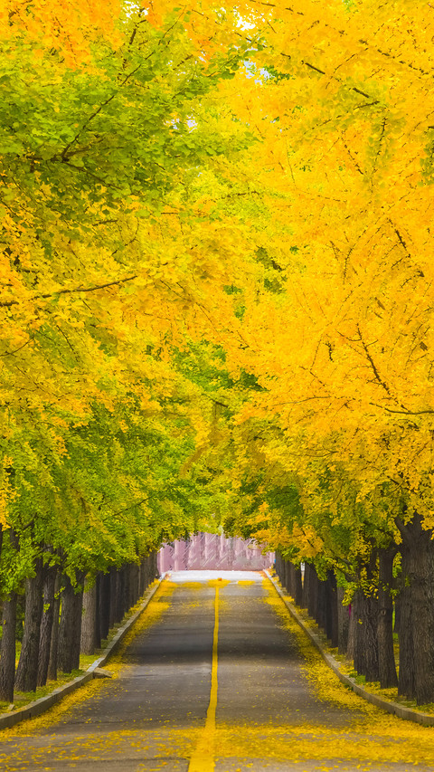 Road with Yellow Fall Foliage,Korea preview