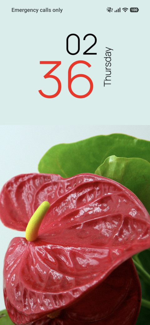Ruby Anthurium preview