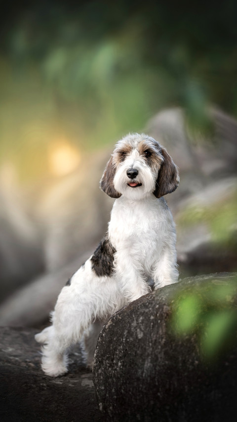 Petit basset griffon vendeen dog posing around big stones preview