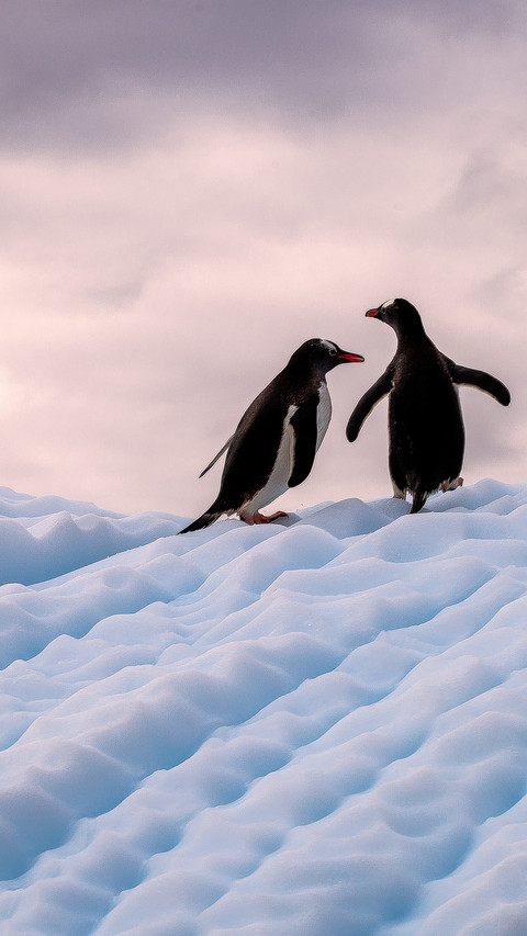 Penguins leap over the waves to patrol the antarctic preview