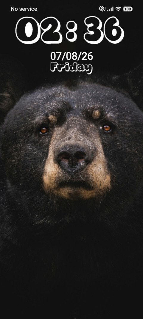 Bear preview