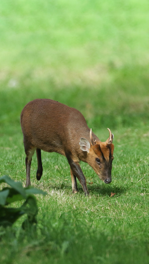 Red muntjacs foraging for food preview