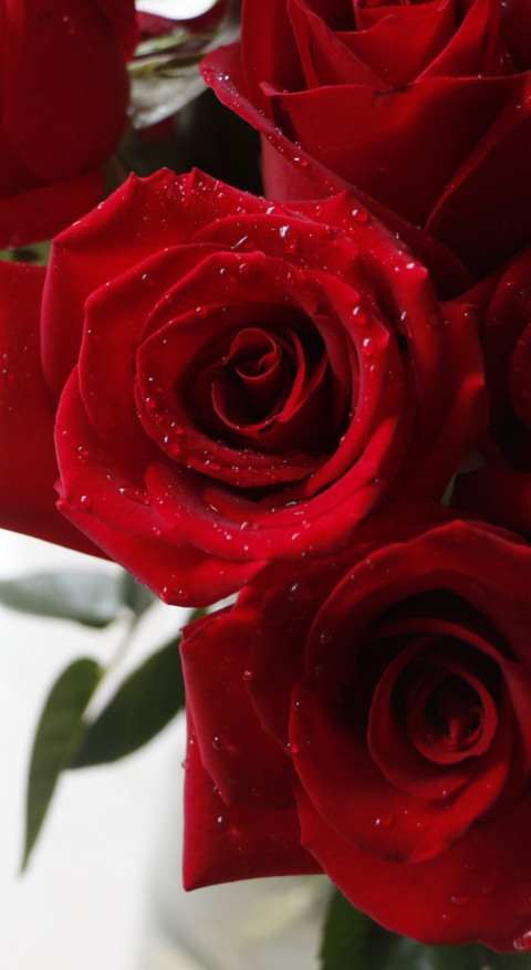 Red Roses (10) preview