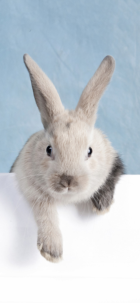 rabbit-PAIXIN  preview