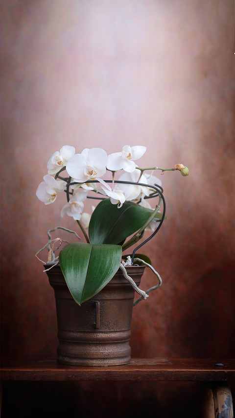 Beautiful white orchid preview