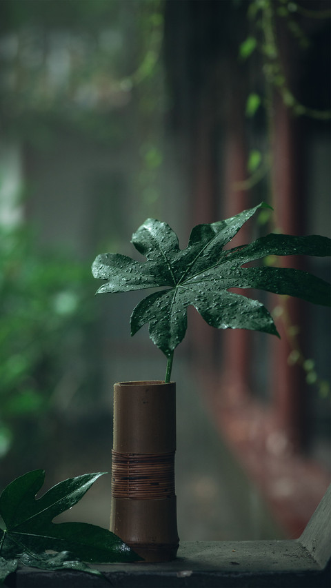 A small scene of a rainy summer day preview