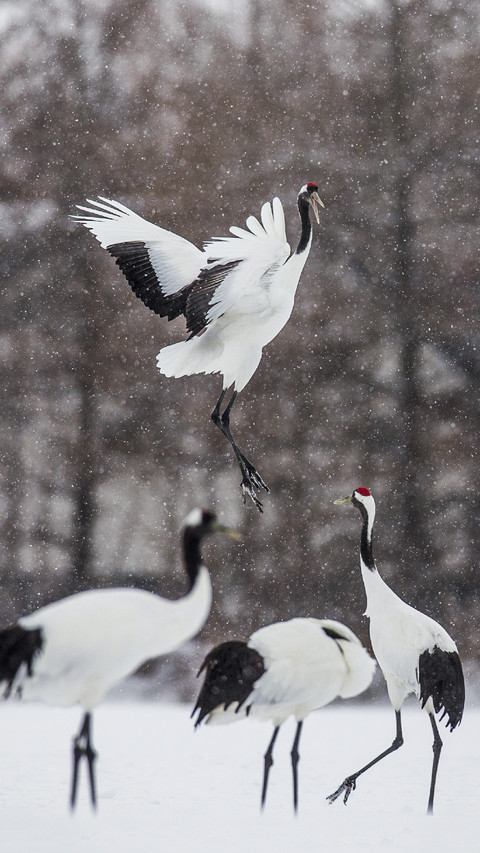 Cranes Dancing in Snow preview