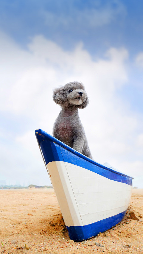 How to improve the hair of a teddy dog 9 preview