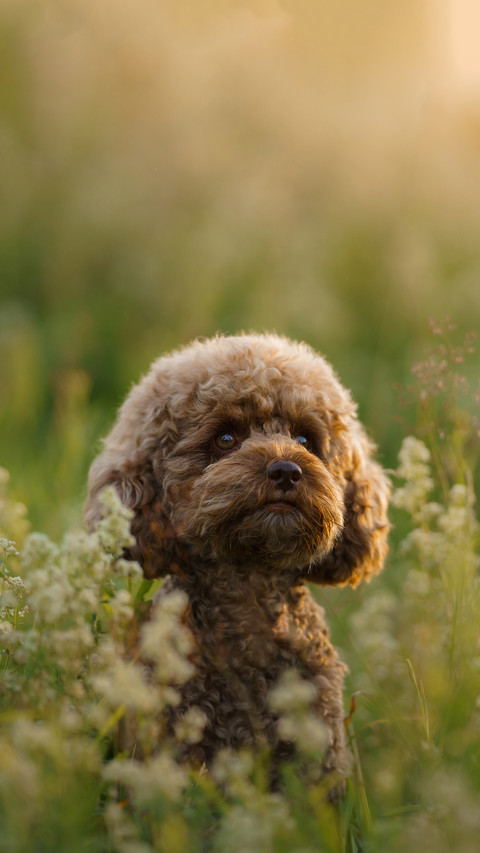 Miniature chocolate poodle on the grass preview