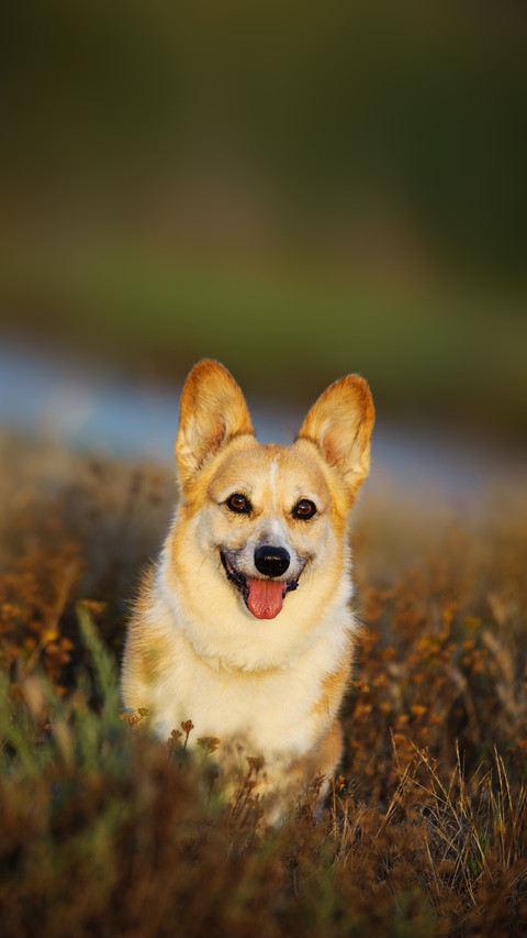 Welsh Pembroke Corgi sitting in natural vegetation preview