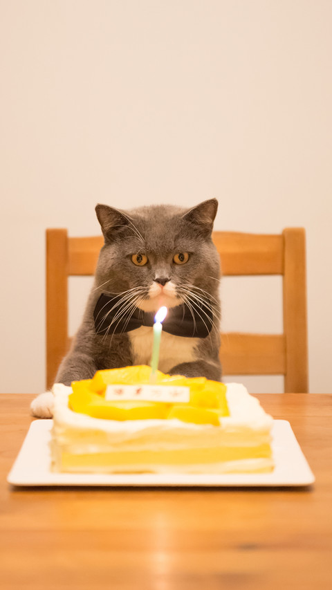 Birthday Cat 54 preview