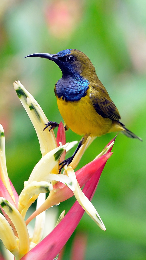 Tips for shooting birds 98 preview