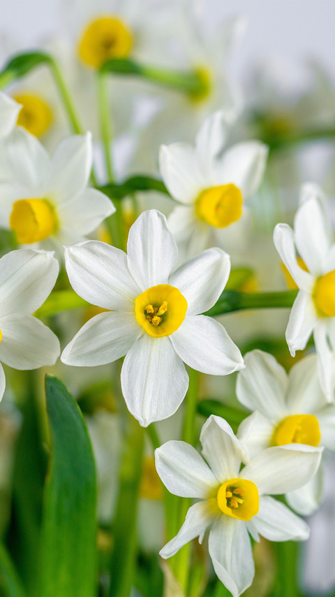 A closeup of the narcissus preview