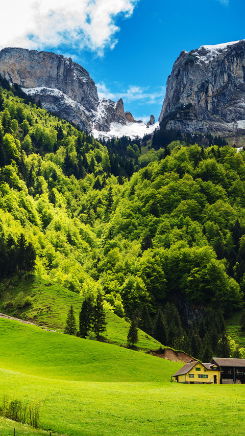 Trees and mountains preview