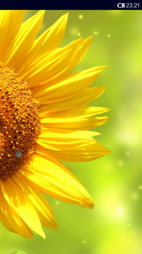 Sunshine preview